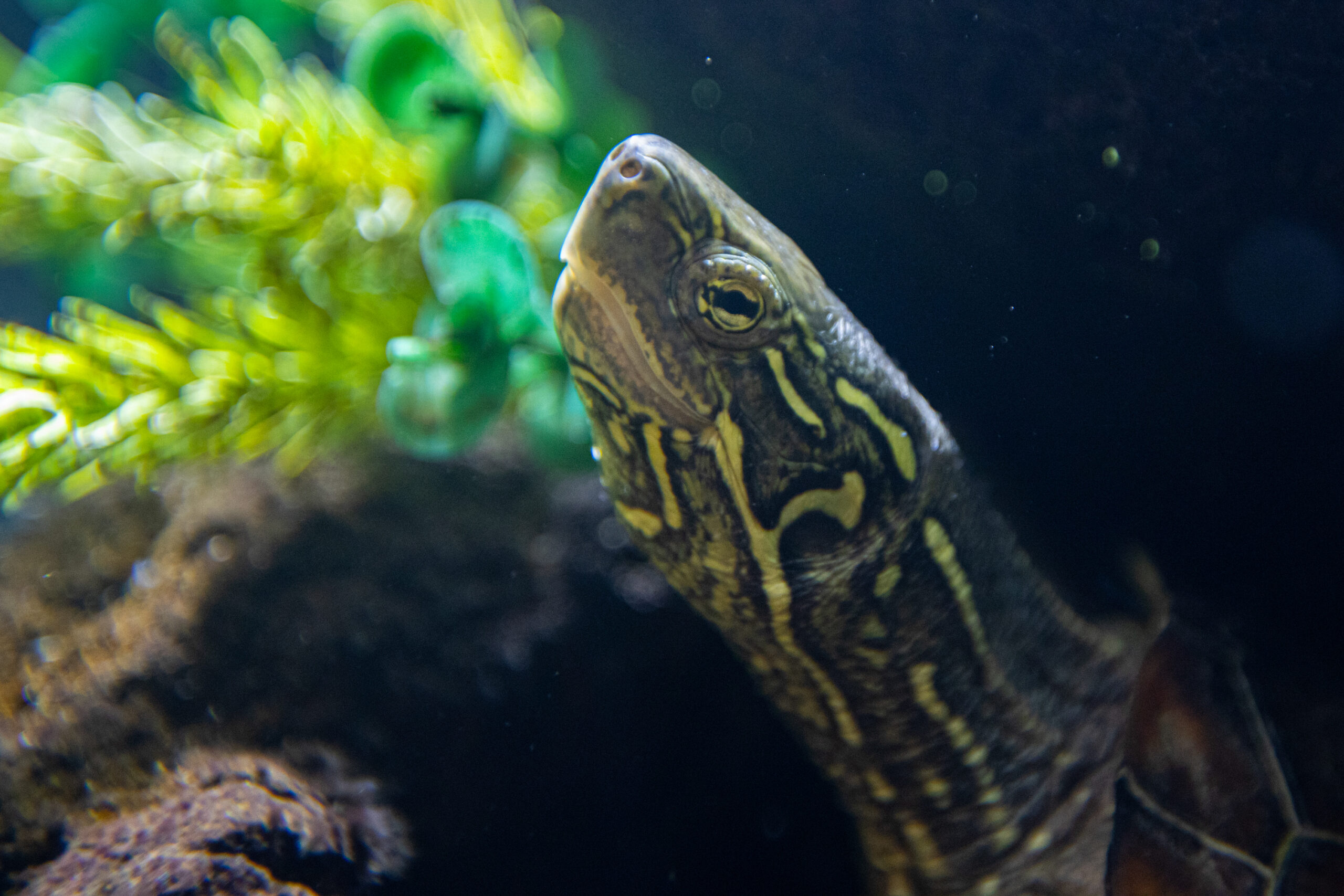 Rivso vėžlys (Mauremys reevesii) 1 Rivso vezlys scaled