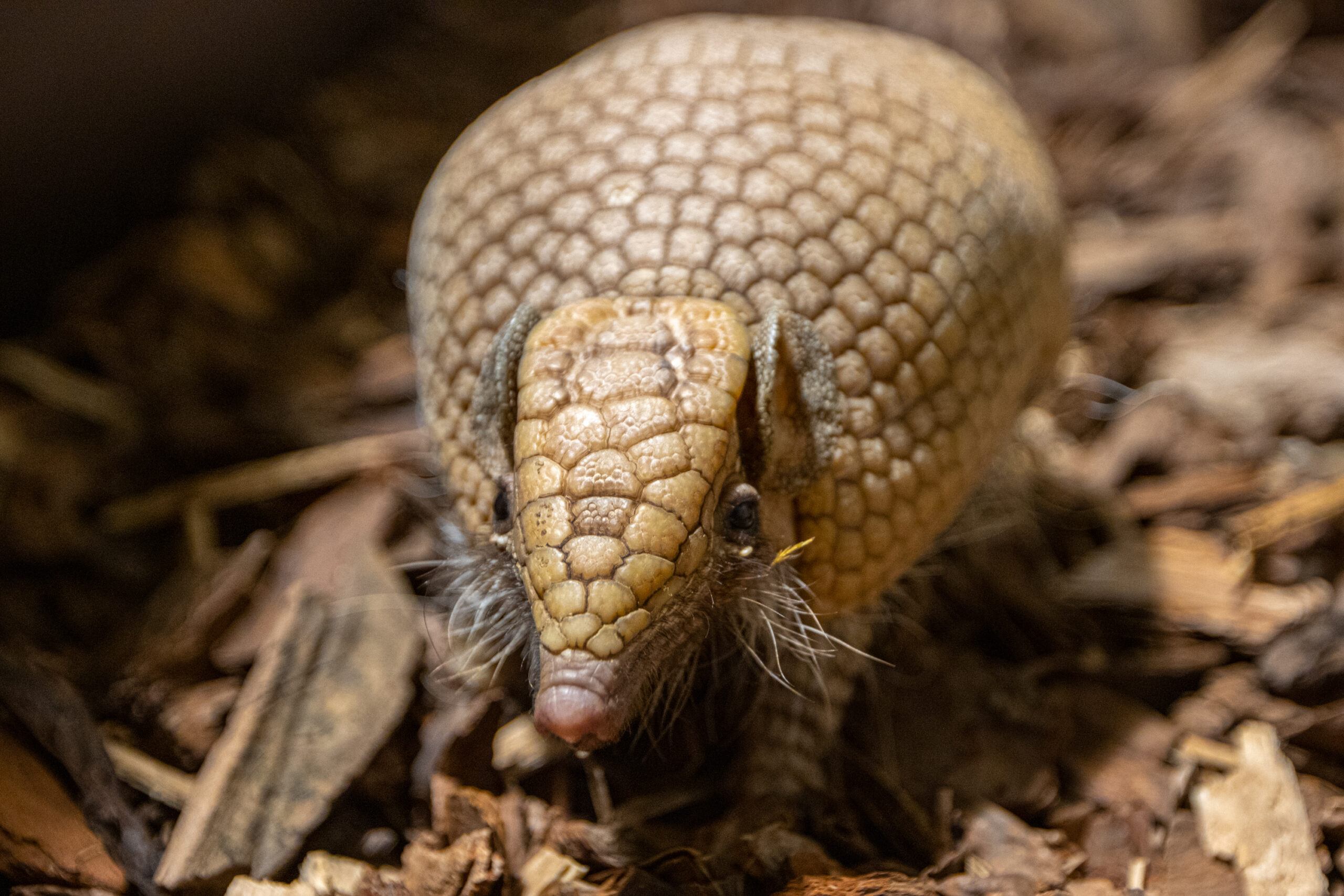 Rutulinis sarvuotis scaled