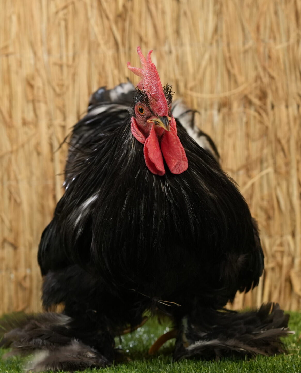 Kaunas 4 SV 00528 scaled e1759489795611