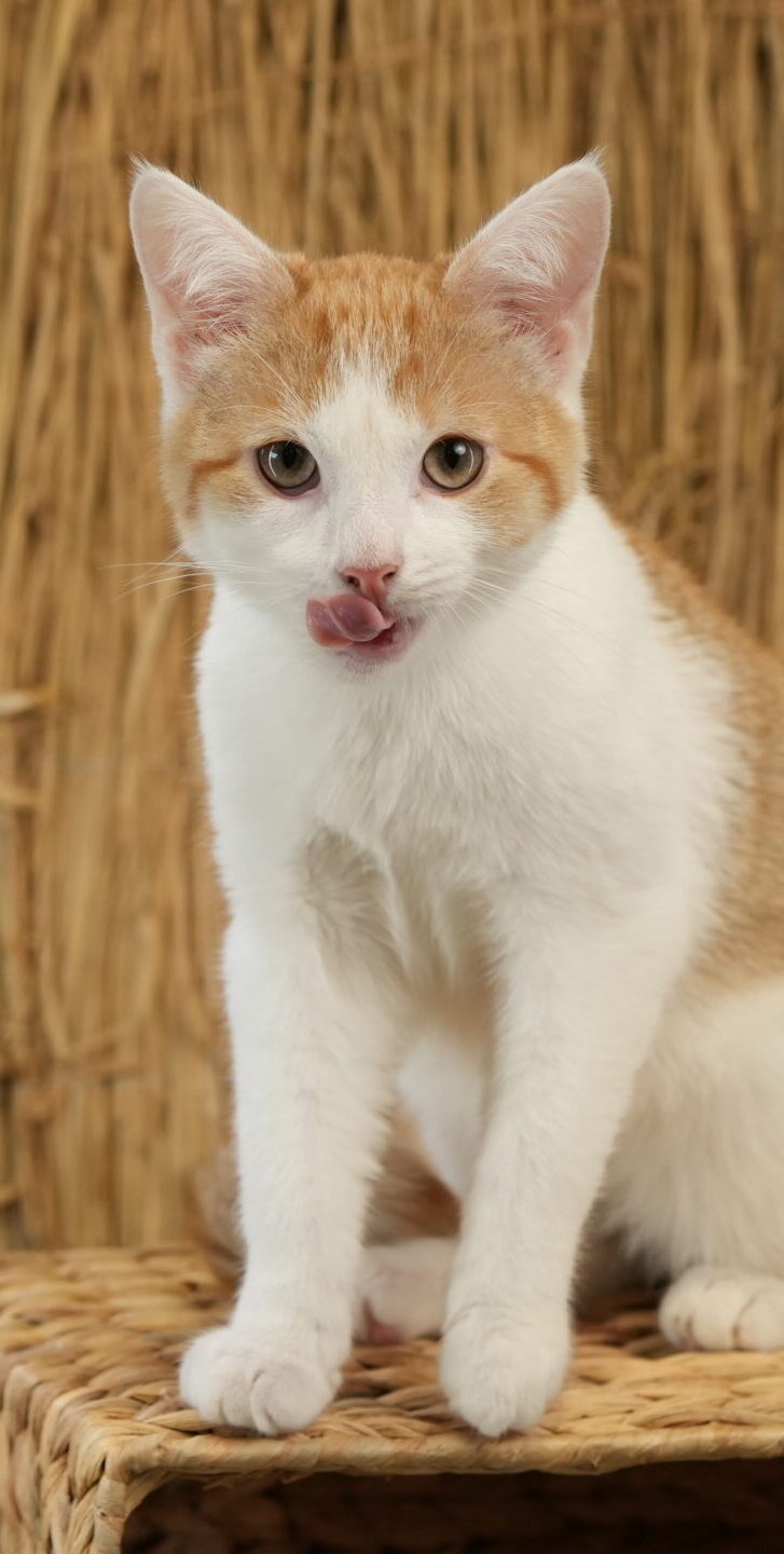 SV 00867 scaled e1759492456703