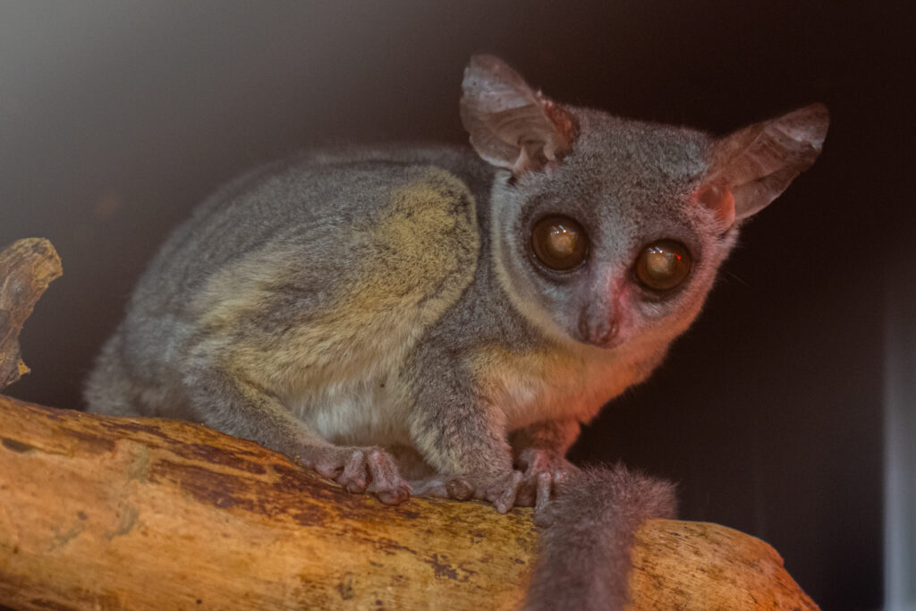 Mūsų gyvūnai 28 Senegalinis galagas
