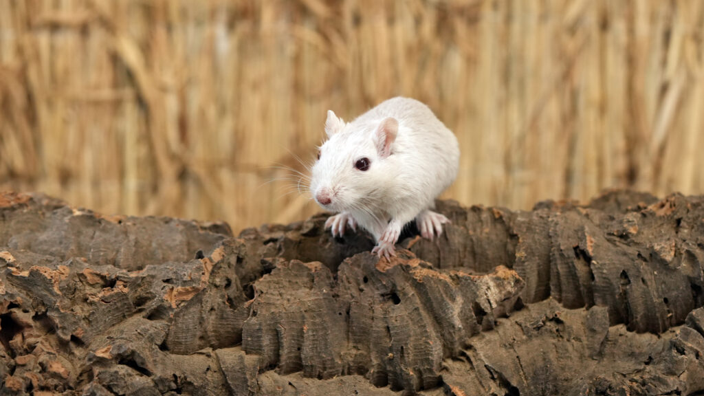 Mūsų gyvūnai 18 Smiltpele