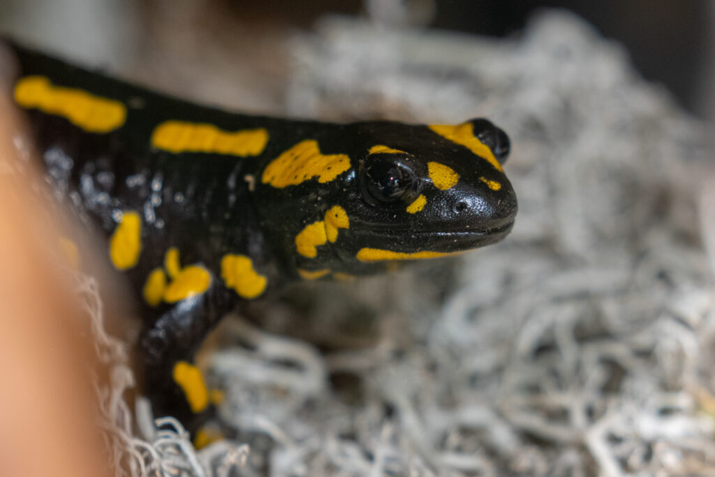 Mūsų gyvūnai 30 Ugnine salamandra