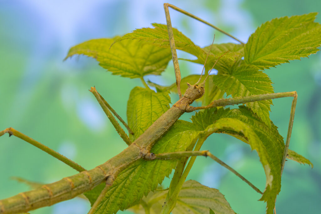 Mūsų gyvūnai 31 Vietnamine gyvalazde