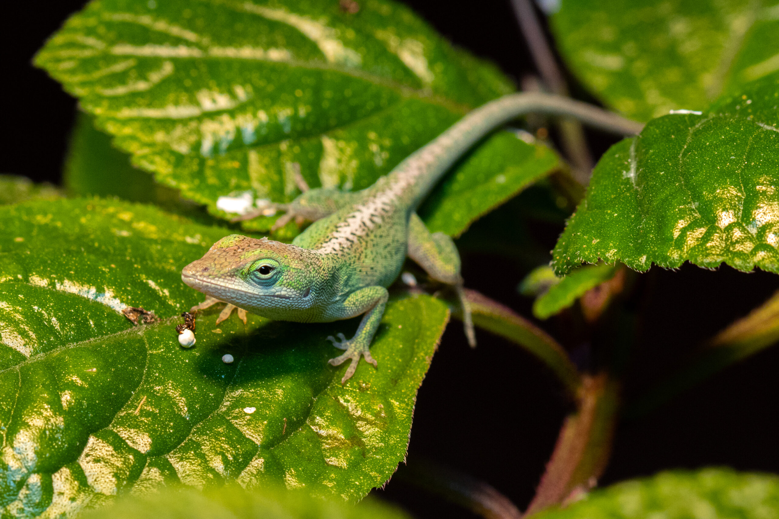 Žaliasis anolis (Anolis carolinensis) 1 Zaliasis anolis scaled