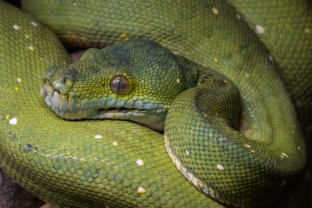 Mūsų gyvūnai 33 Zaliasis medziu pitonas