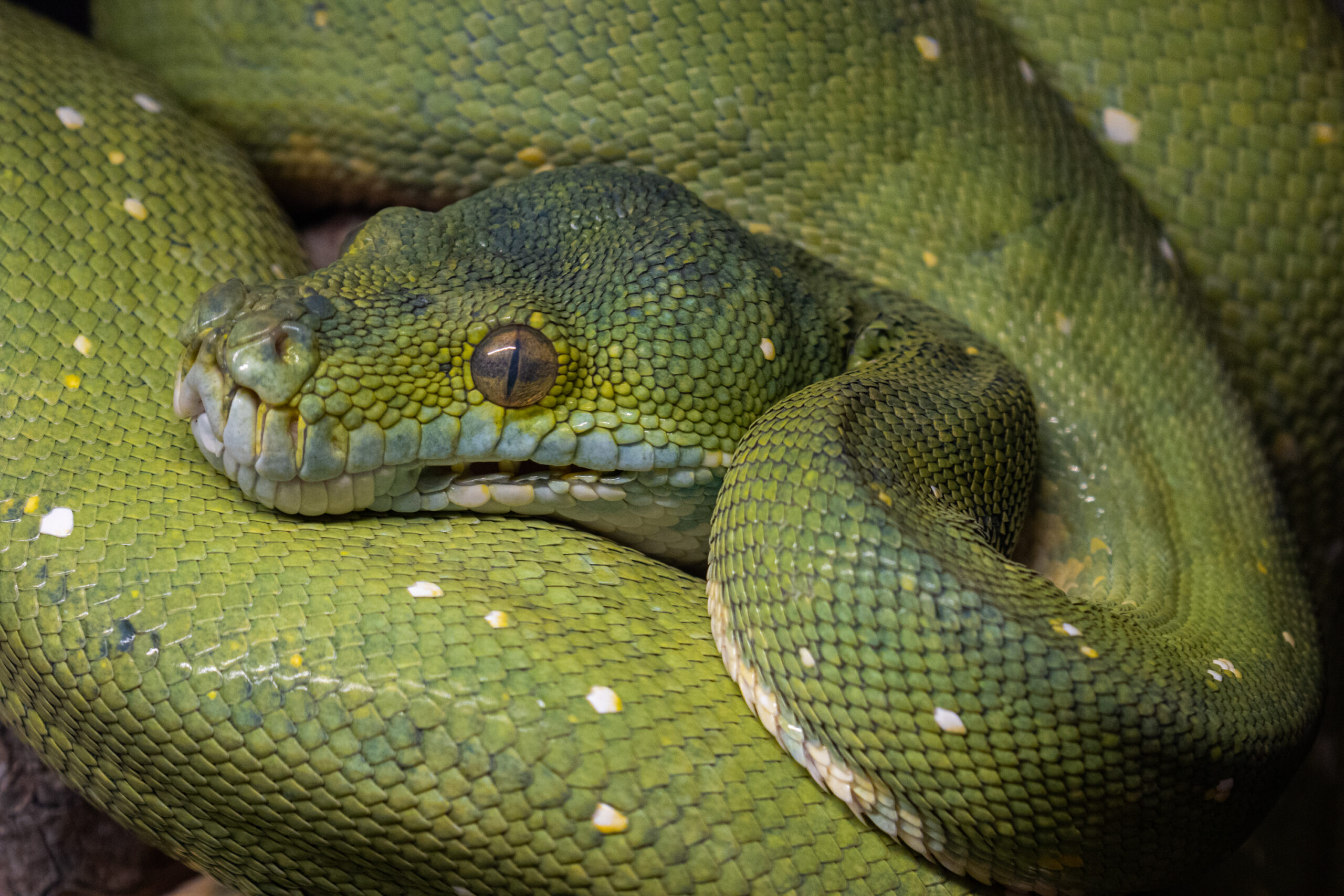 Zaliasis medziu pitonas scaled