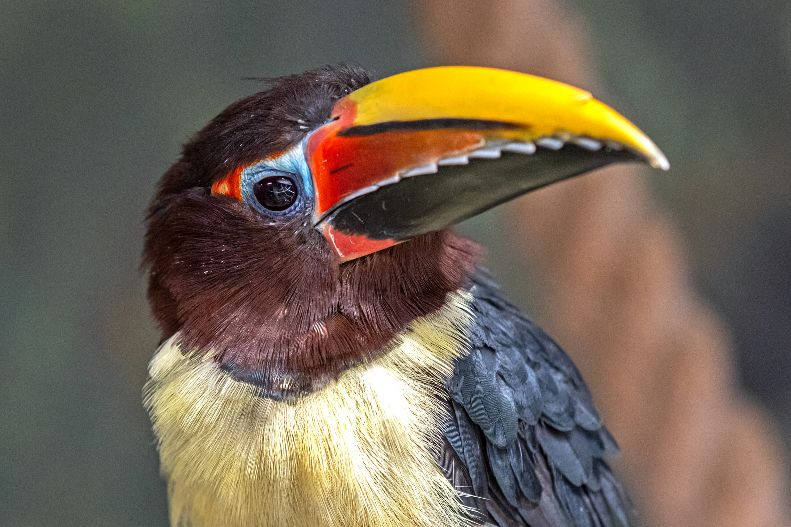 Zaliasparnis arakaris scaled