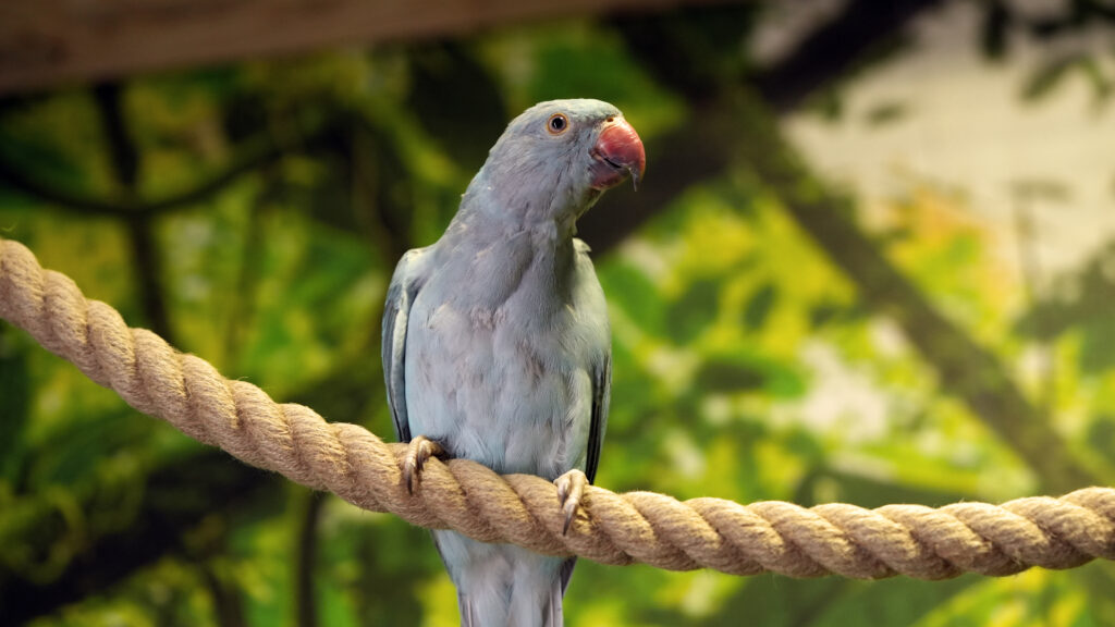 Mūsų gyvūnai 7 Zieduotasis krameris