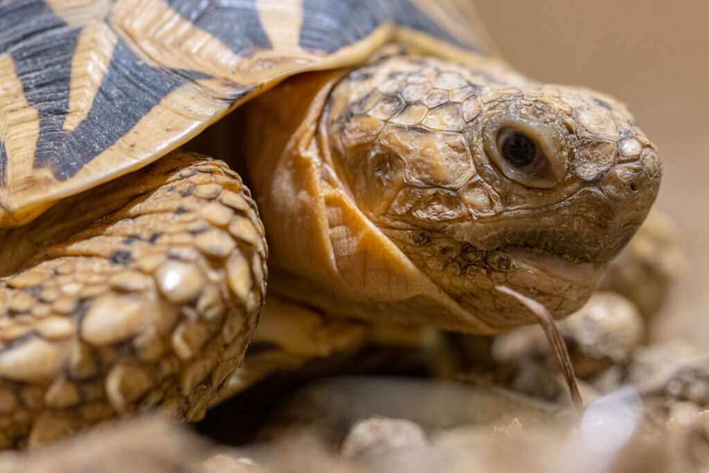 Mūsų gyvūnai 35 Zvaigzdinis vezlys