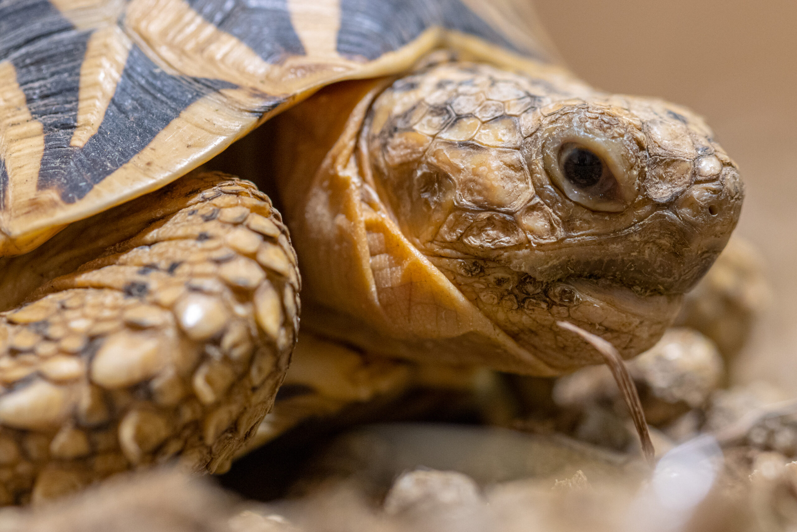 Zvaigzdinis vezlys scaled