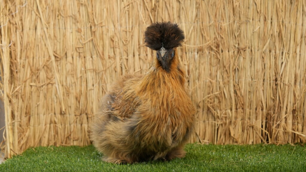 Mūsų gyvūnai 19 SV 00470