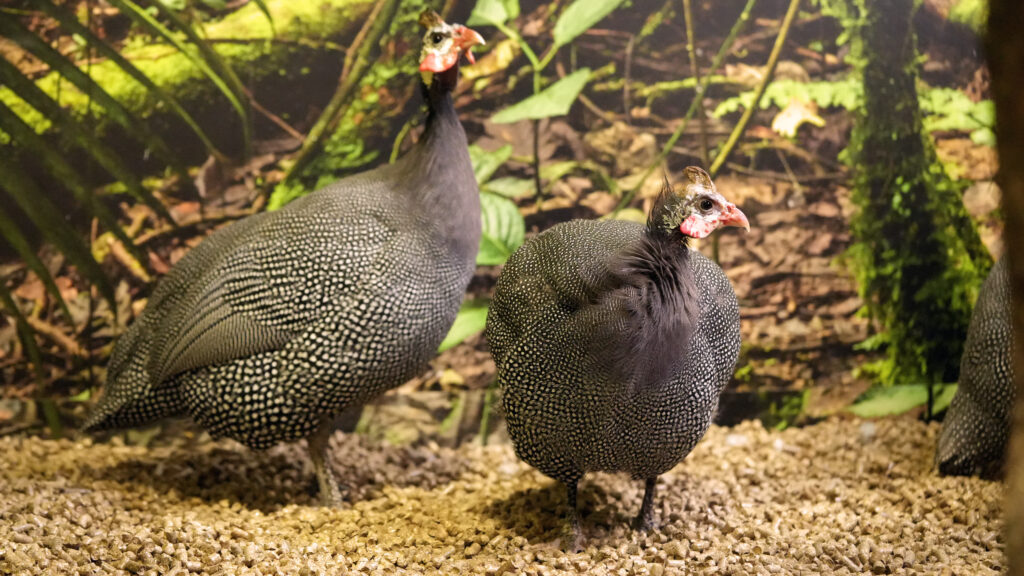 Mūsų gyvūnai 15 SV 01660 2