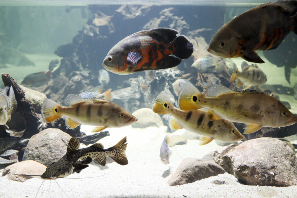 Savanorystė Zoopark 2 4